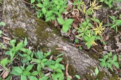 IMG_4187-rotated
